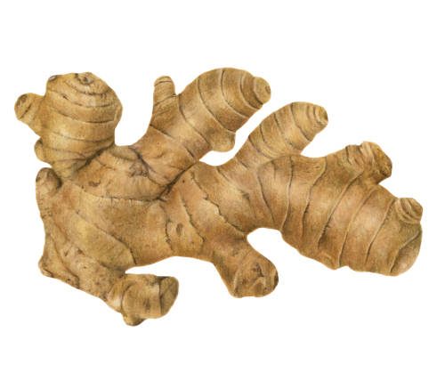 Ceylon Ginger